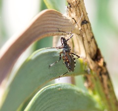 Trachylestes turneri