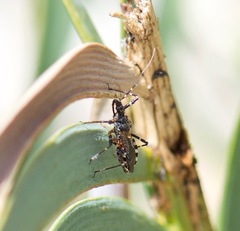 Trachylestes turneri