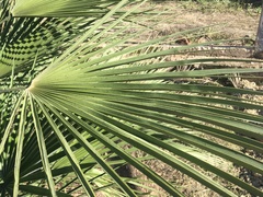 Chamaerops humilis