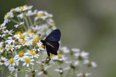 Altinote ozomene nox