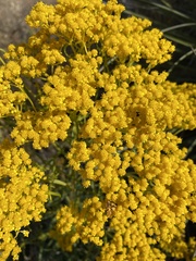 Sartwellia flaveriae