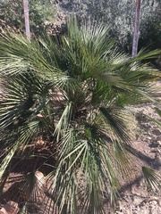 Chamaerops humilis