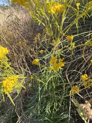 Sartwellia flaveriae