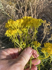 Sartwellia flaveriae