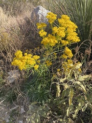 Sartwellia flaveriae