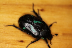 Chlorobapta frontalis