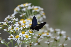 Altinote ozomene nox