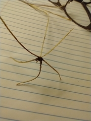 Cynodon dactylon dactylon