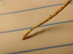 Cynodon dactylon dactylon