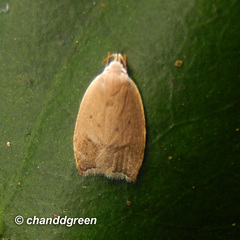 Scythropiodes