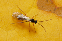 Ichneumonidae