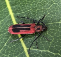 Holopleura marginata