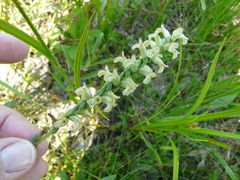 Spiranthes praecox