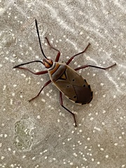 Probergrothius