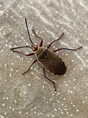Probergrothius