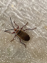 Probergrothius