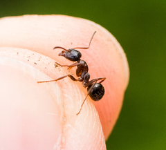 Formica subpolita