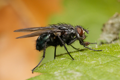 Calliphoridae