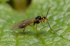 Ichneumonidae