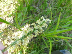 Spiranthes praecox