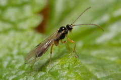 Ichneumonidae