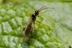 Ichneumonidae