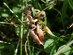 Cophopodisma pyrenaea