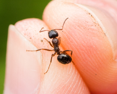 Formica subpolita