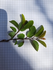 Pseudolachnostylis maprouneifolia