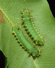 Pseudobunaea tyrrhena