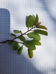 Pseudolachnostylis maprouneifolia