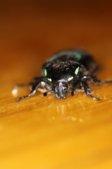 Chlorobapta frontalis