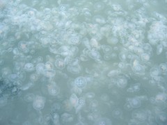 Aurelia aurita