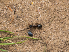 Formica subpolita