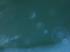 Aurelia aurita