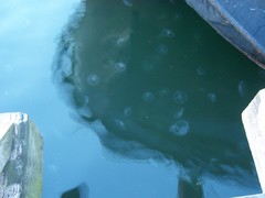 Aurelia aurita