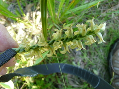 Spiranthes praecox