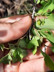 Pseudolachnostylis maprouneifolia