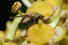 Acalyptratae
