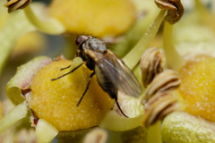 Acalyptratae