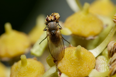 Acalyptratae