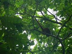 Alouatta macconnelli