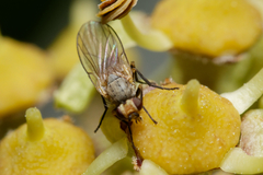 Acalyptratae