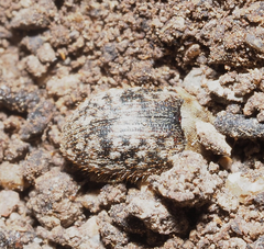 Trichoton villosum