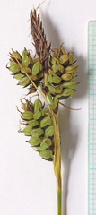 Carex raynoldsii