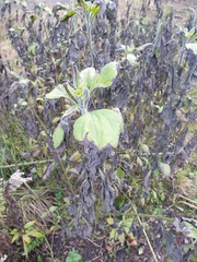 Helianthus tuberosus