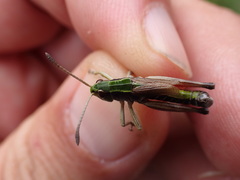 Gomphoceridius brevipennis