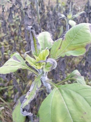 Helianthus tuberosus