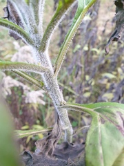 Helianthus tuberosus