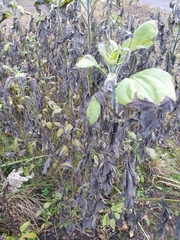 Helianthus tuberosus
